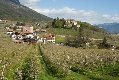 Apfelbume bei Turmbach und Freudenstein