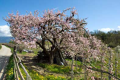 es blht bei Schloss Moos