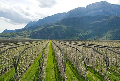 lange Baumreihen entlang der Etsch