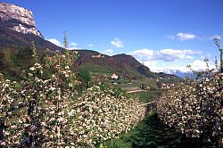 Blte in Eppan