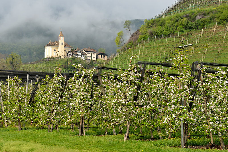 Apfelblte bei Missian -Eppan (BZ)