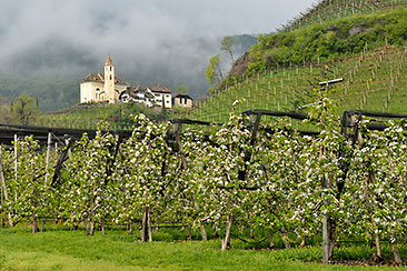 Apfelbl�te in Eppan =>