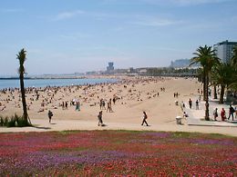 die Platja de Barceloneta