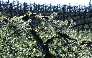 Apfel und Wein