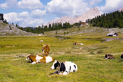 Khe auf der Alm