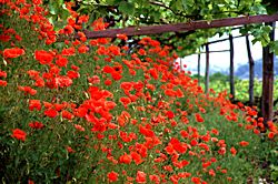 Mohn beim Sarner Hof