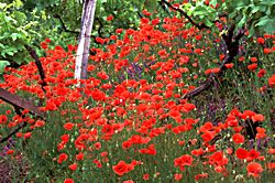 Mohn in den Weinbergen