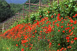 Mohn beim Sarner Hof