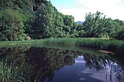 Biotop am Kalterer See