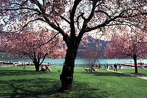 Frhling am Kalterer See