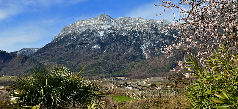 Palmen, Blte und weie Berge