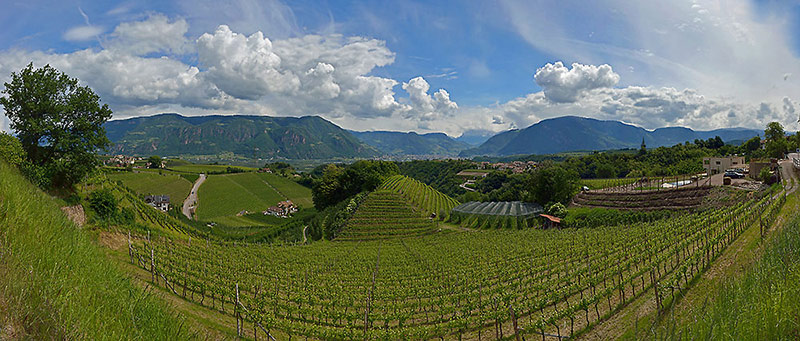 Weinberge bei der Missianer Strasse