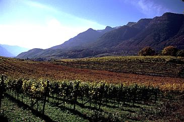 Weinberge am Kalterer Schiestand