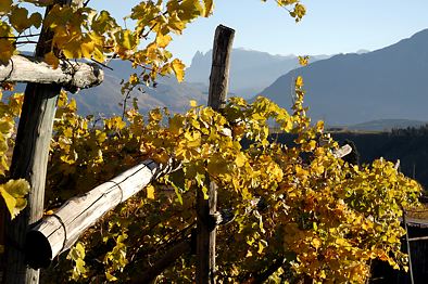 Missianer Weinberge mit dem Schlern