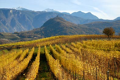 Weinberge mit Leuchtenburg