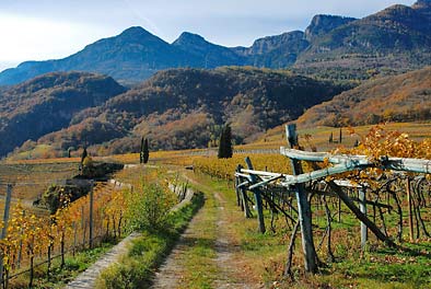 Kalterer Weinberge