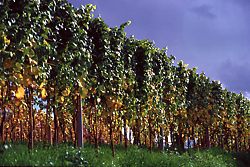 Weinreben im Drahtrahmen