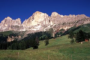 sommerlicher Rosengarten