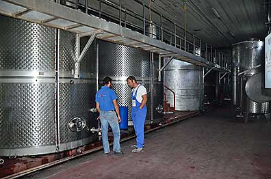 Santo Vinery