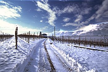 Weinberge bei Schreckbichl