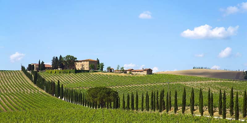 das Weingut Casale dello Sparviero