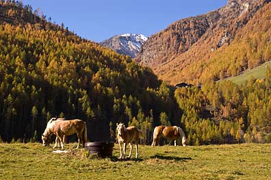 Haflinger im Schnalstal